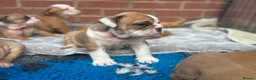 English Bulldog dogs for sale: Ready to leave this weekend  - Advert 8