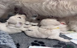 Golden Retriever dogs for sale: Adorable KC Reg Golden Retriever Puppies - Image 12