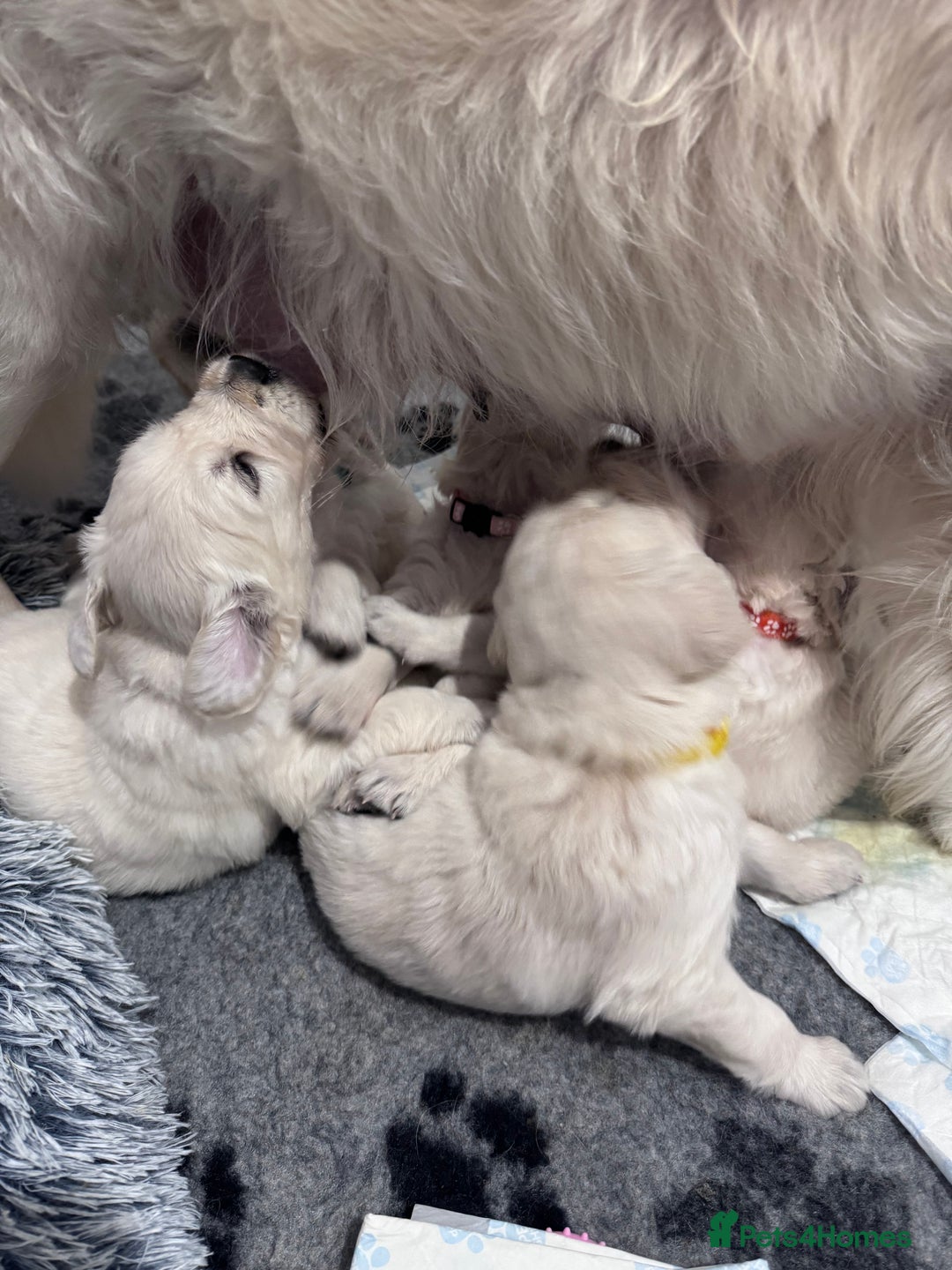 Golden Retriever dogs for sale: Adorable KC Reg Golden Retriever Puppies - Image 12