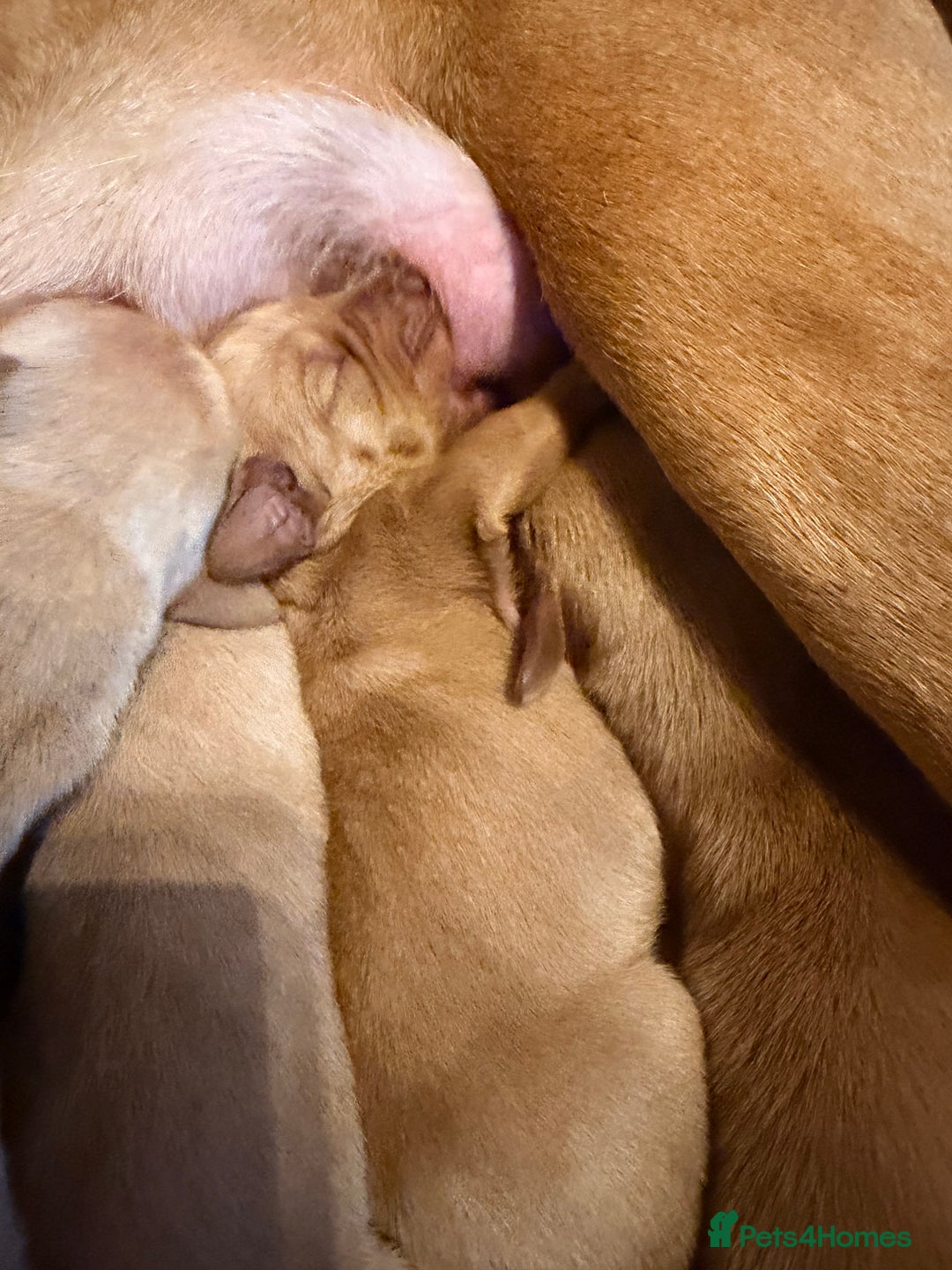 Hungarian Vizsla dogs for sale: DUAL PURPOSE FIELD & SHOW CHAMPIONS BRED PUPPIES - Advert 11