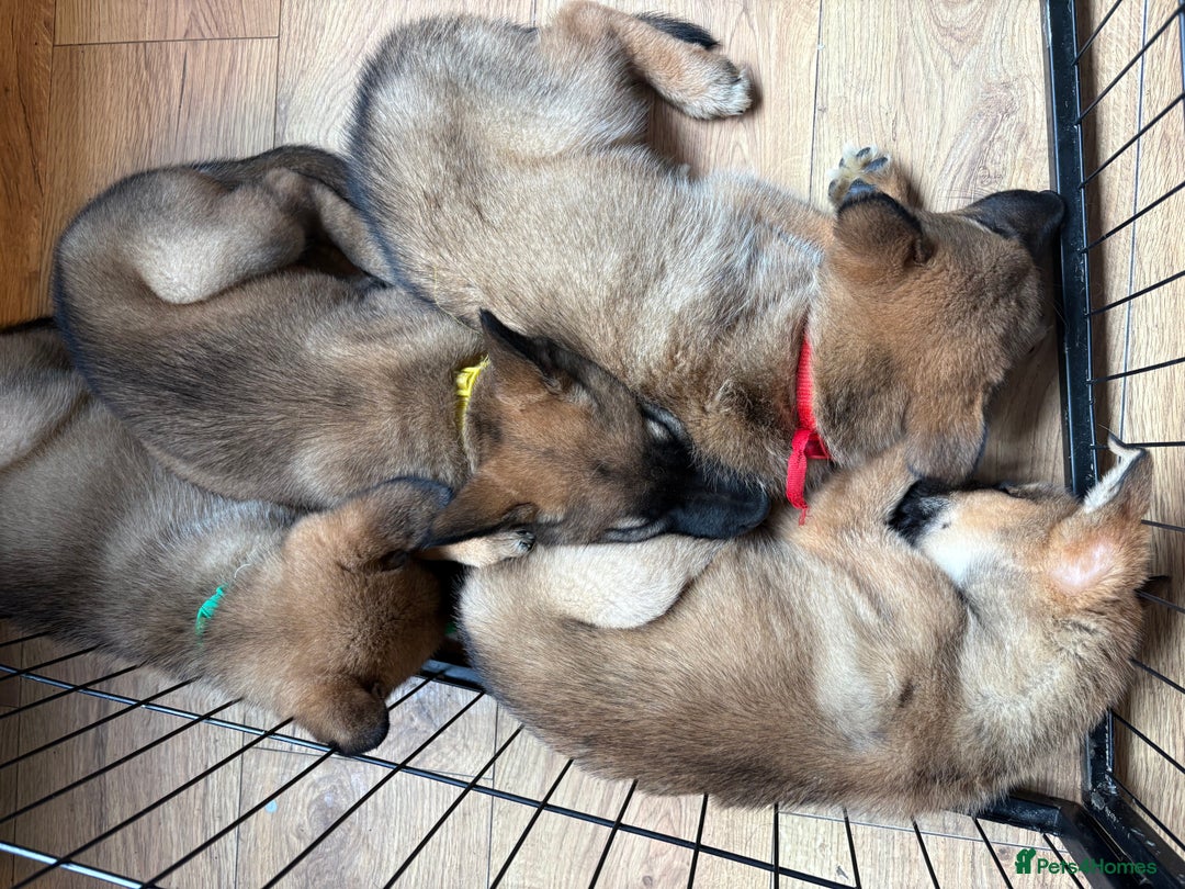 Mixed Breed dogs for sale: Siberian husky cross belgian malinois - Image 1