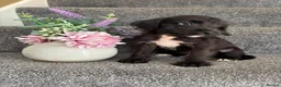 Doxiepoo dogs for sale: Doxiepoo Puppies Ready Now - Advert 2