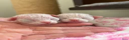 Devon Rex cats for sale: Stunning Snow White Devon Rex Kittens  - Advert 6