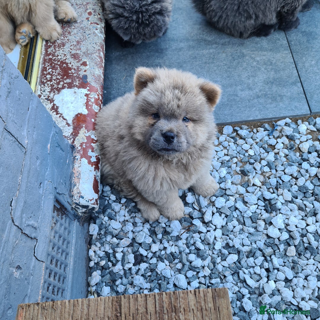 Chow Chow dogs for sale: Stunning kc chow chows - Image 2