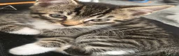 Mixed Breed cats for sale: Beautiful 10 week old tabby kittens  in London - Advert 10