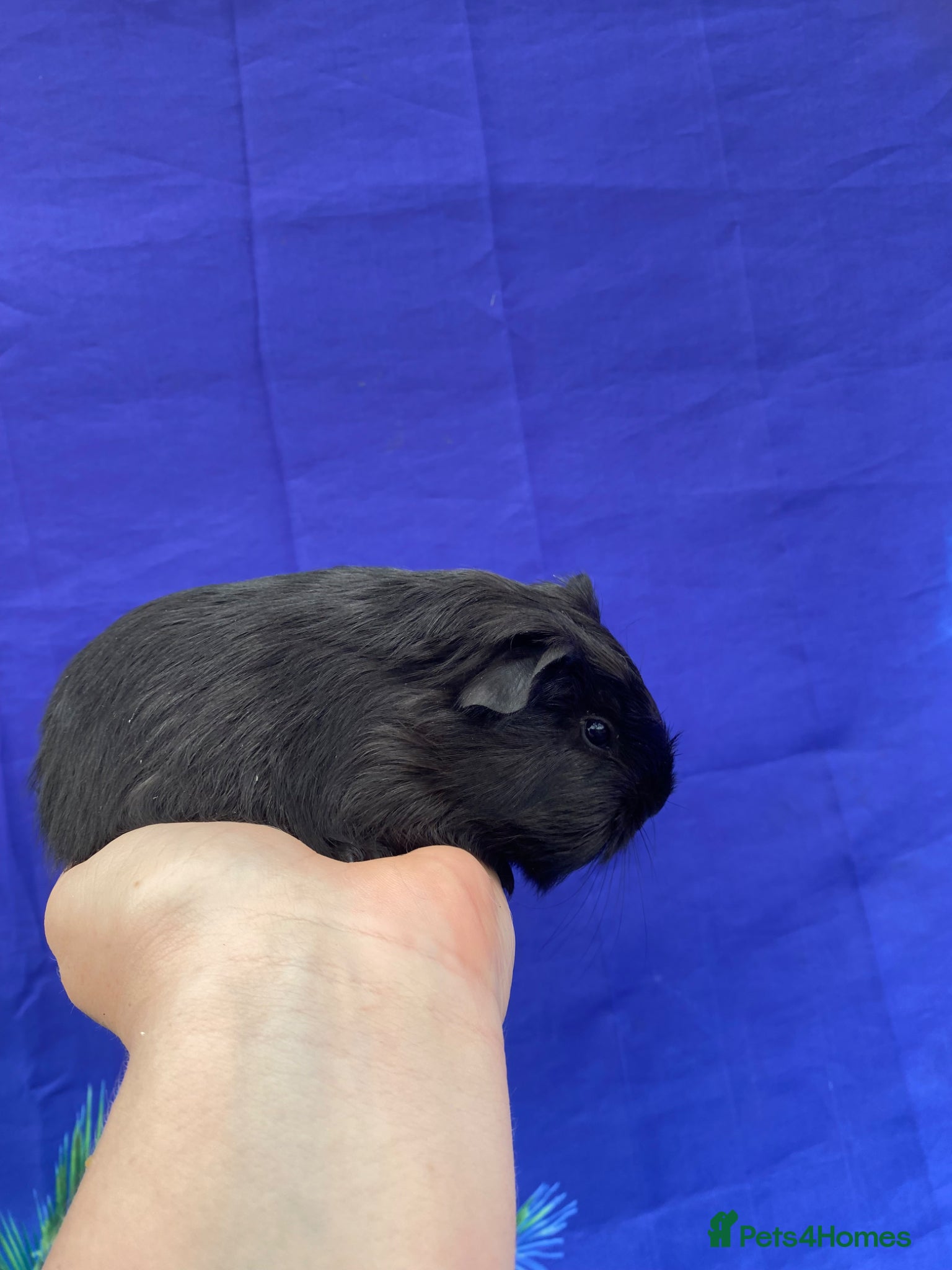 Guinea Pig rodents 2 girls & 2 boys Peruvian cross Silkie babies - Advert 2