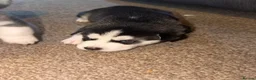 Huskita dogs for sale: Beautiful Huskey pups 3/4 still available  - Advert 6