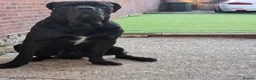 Cane Corso dogs for sale: Cane corso pups for sale - Advert 6