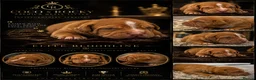 Staffordshire Bull Terrier dogs for sale: HOUSEOFLEGACY-Premium Merle Staffordshire Terriers - Advert 15