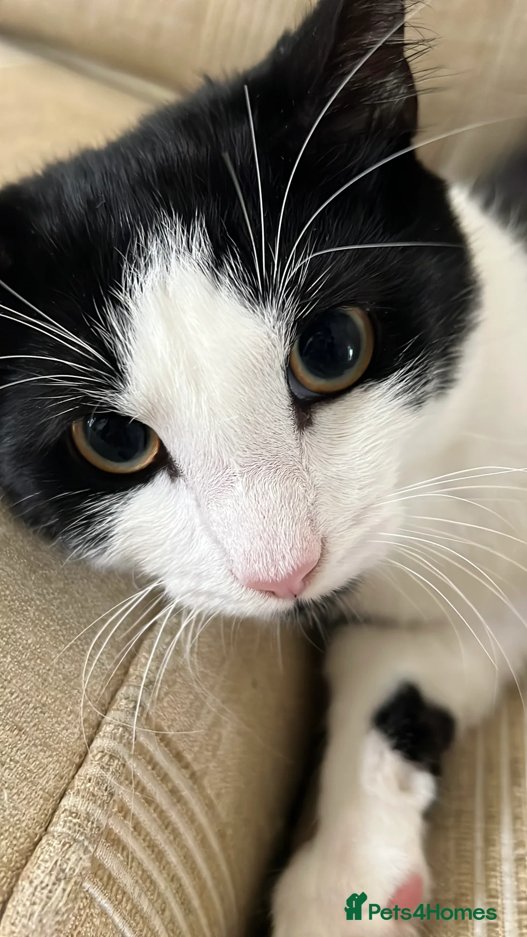 Domestic Shorthair cats for sale: Tabby Cat - Advert 8