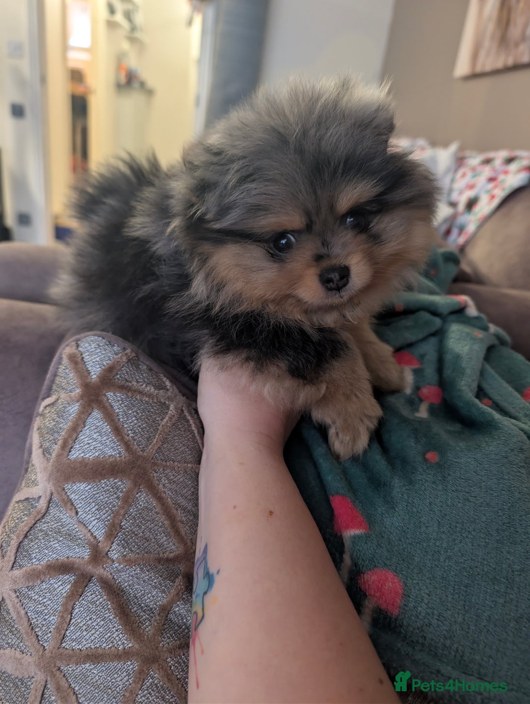 Pomeranian dogs for sale: Pomeranian girl puppy  - Advert 1