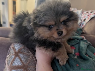 Pomeranian dogs Pomeranian girl puppy - Advert 1