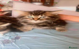 British Shorthair cats for sale: Cats for sale - Image 4