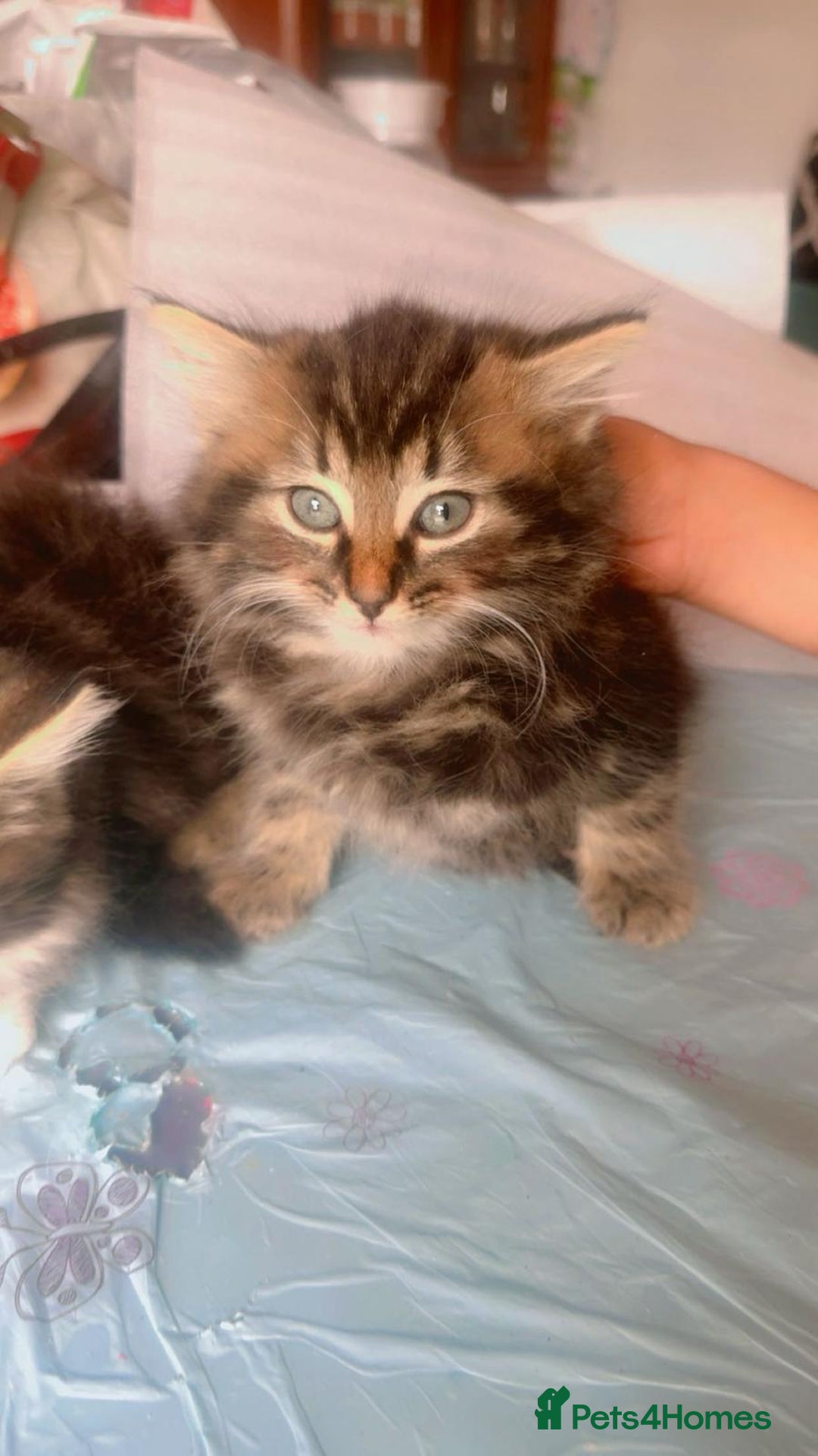 British Shorthair cats for sale: Cats for sale - Image 4