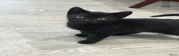 Mixed Breed cats for sale: Two Lovely Black Boy Kittens – 10 Weeks Old 🐈‍⬛ in Leeds - Advert 3