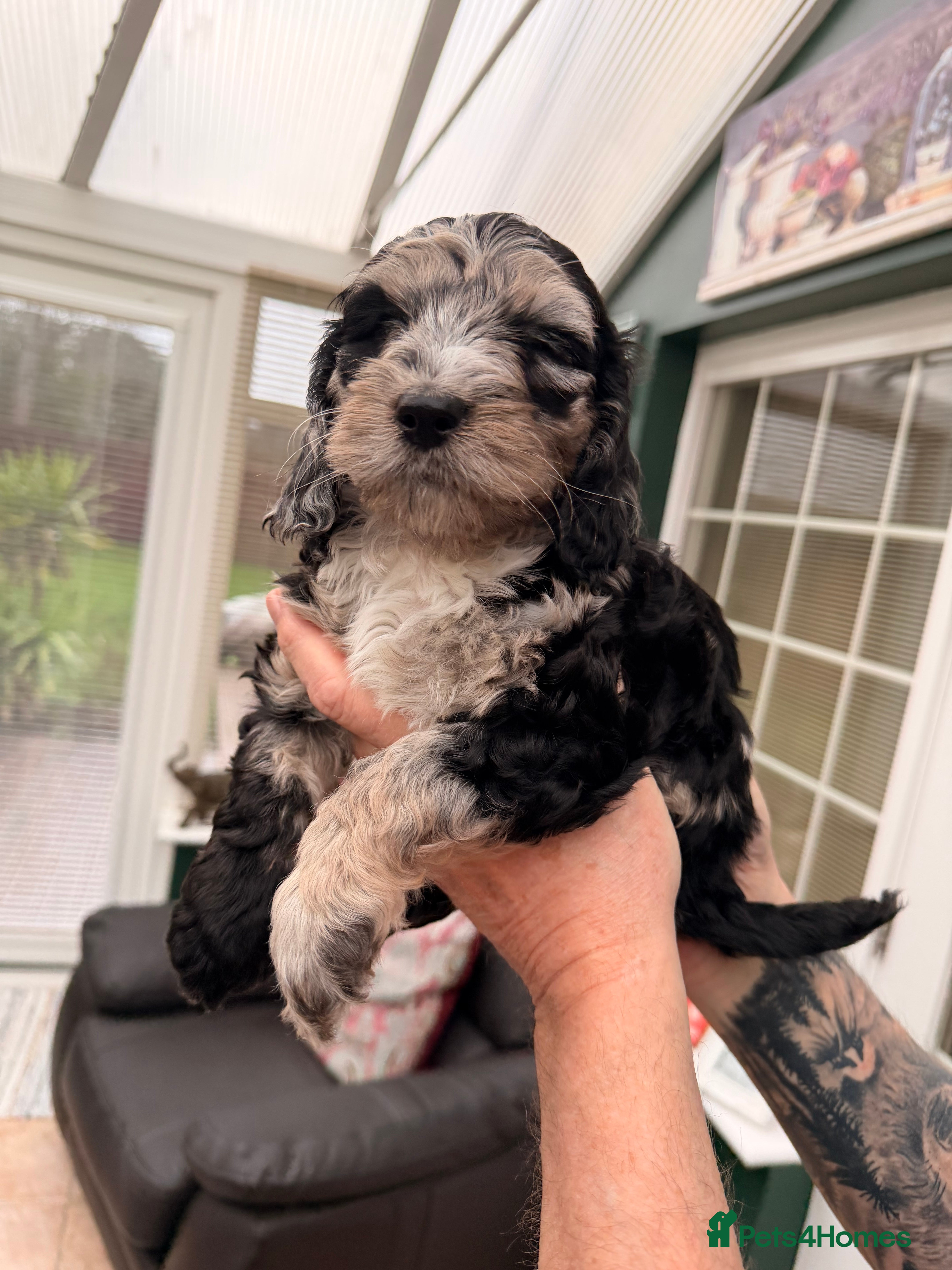 Cockapoo dogs F1 Cockapoo Puppies - Advert 9