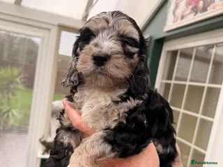 Cockapoo dogs F1 Cockapoo Puppies - Advert 9