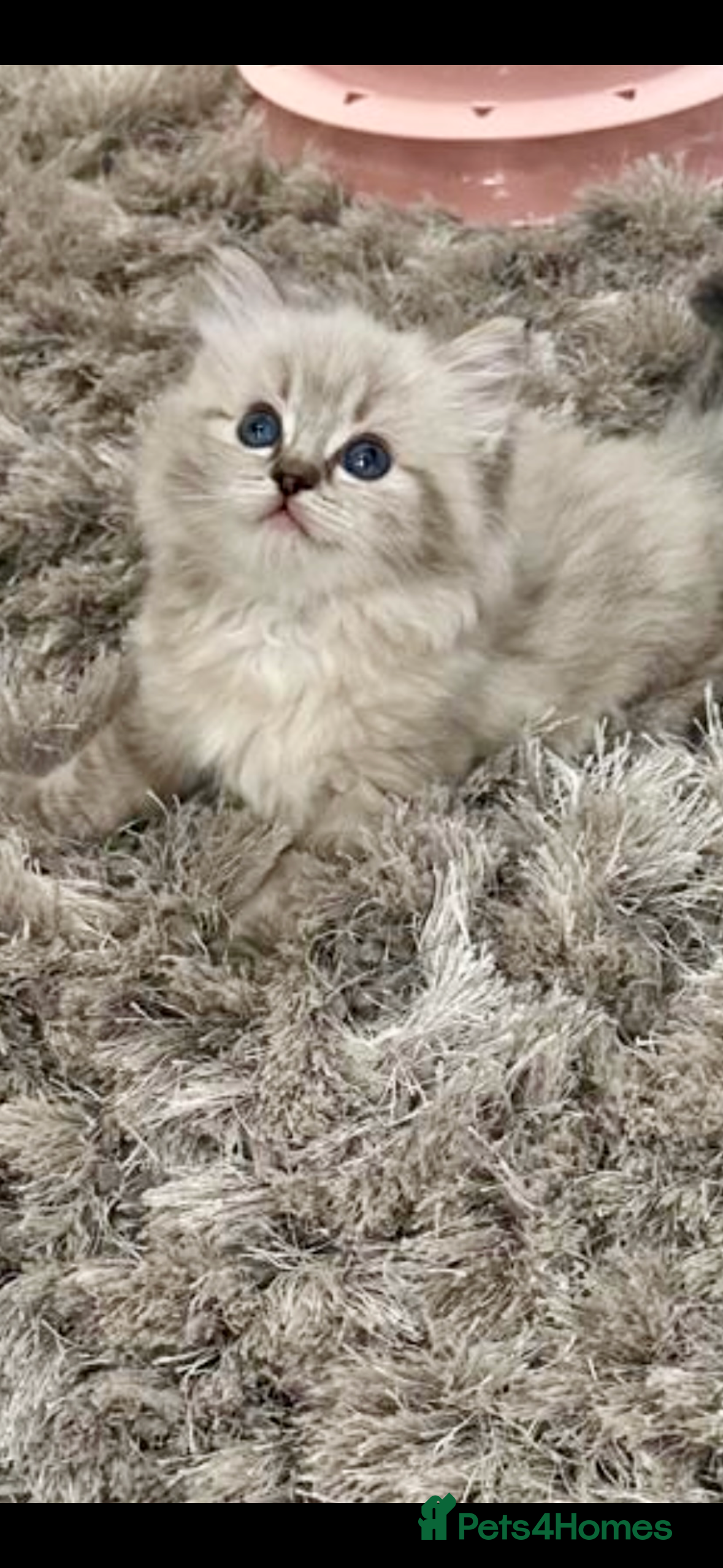 Ragdoll cats 🌼GCCF WAITIING LIST NOW OPEN 🌼 - Advert 9