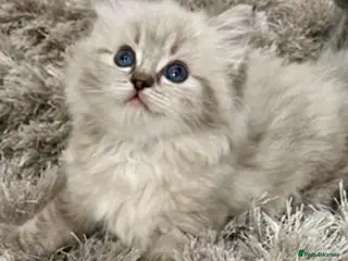 Ragdoll cats 🌼GCCF WAITIING LIST NOW OPEN 🌼 - Advert 9