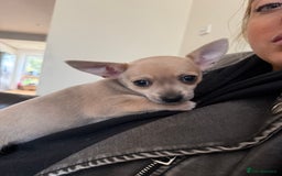 Chihuahua dogs for sale: Female Chihuahua  - Image 7
