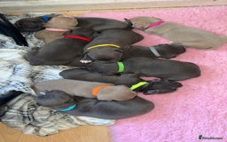 Miniature Bull terrier dogs for sale:  ✨ONLY 2 GIRLS LEFT✨£600 ONO✨ - Image 3
