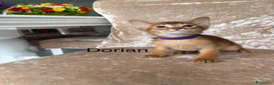 Abyssinian Kitten 3