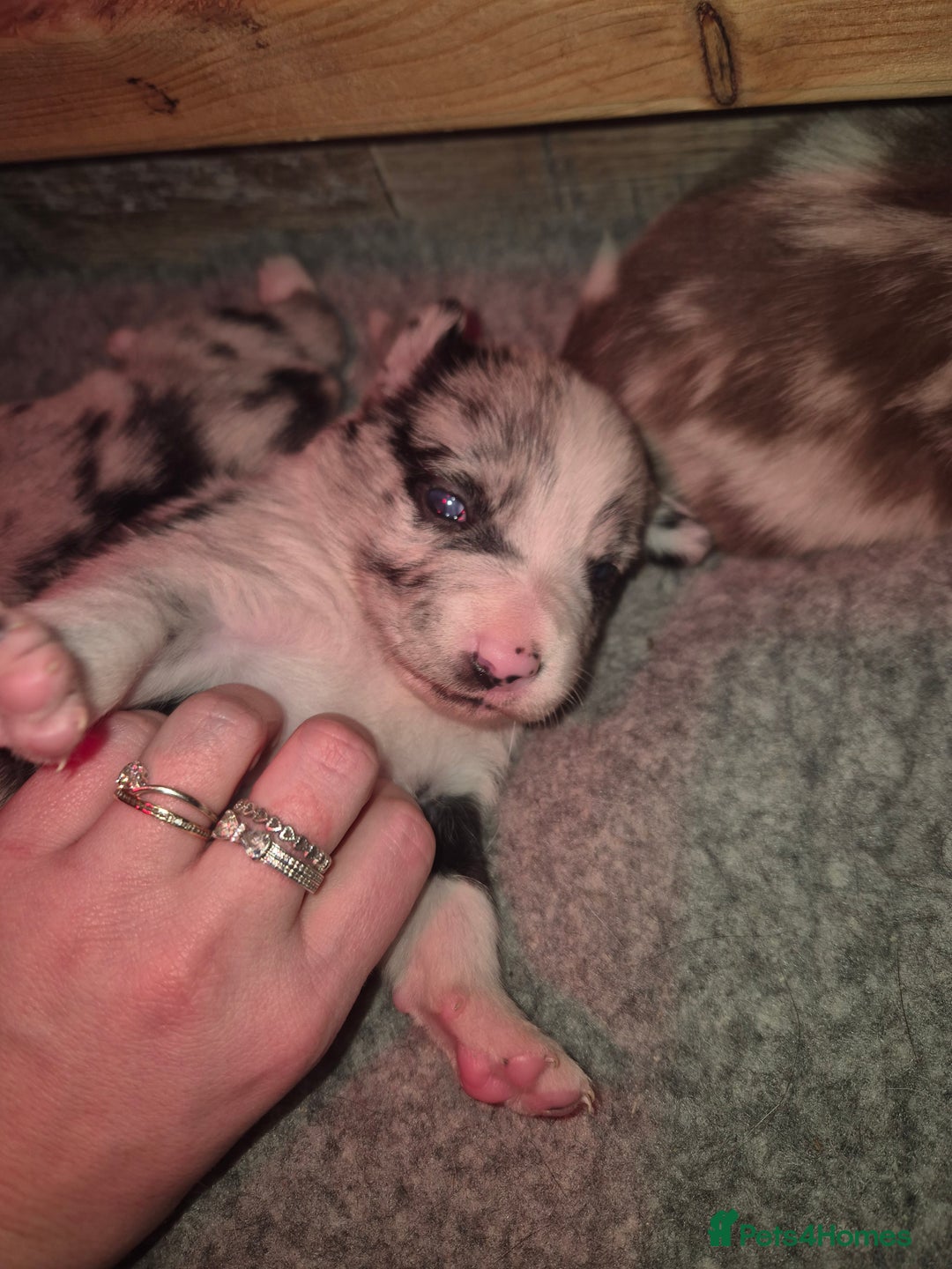 Border Collie dogs for sale: Border collie blue merle puppies  - Advert 9