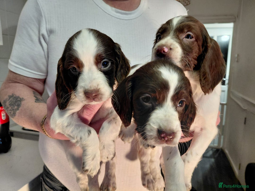 Cocker Spaniel dogs for sale: 3 little babies looking for forever homes  - Advert 3