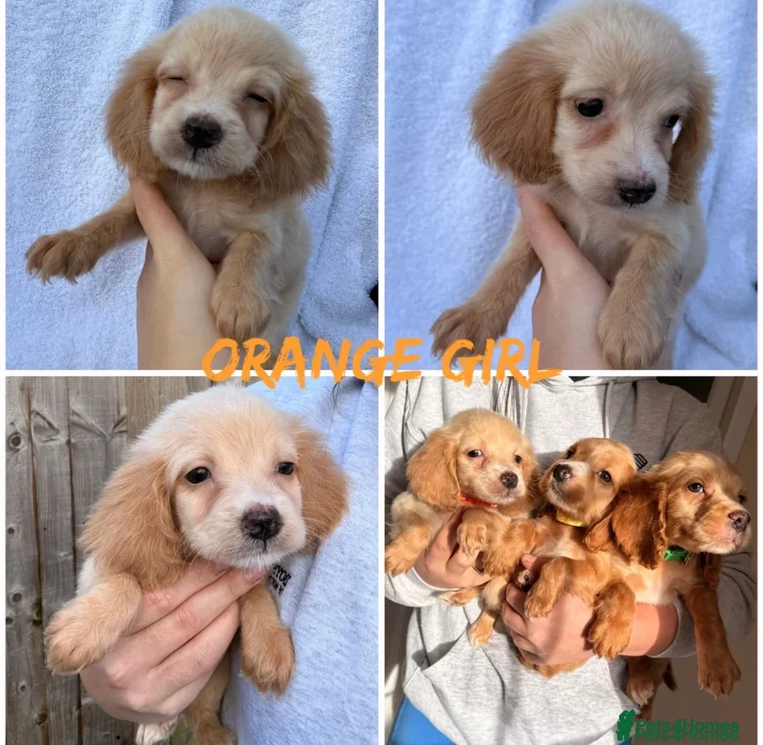Cocker Spaniel dogs for sale: Cocker spaniel puppy - Advert 1