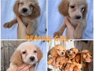 Cocker Spaniel dogs Cocker spaniel puppy - Advert 6