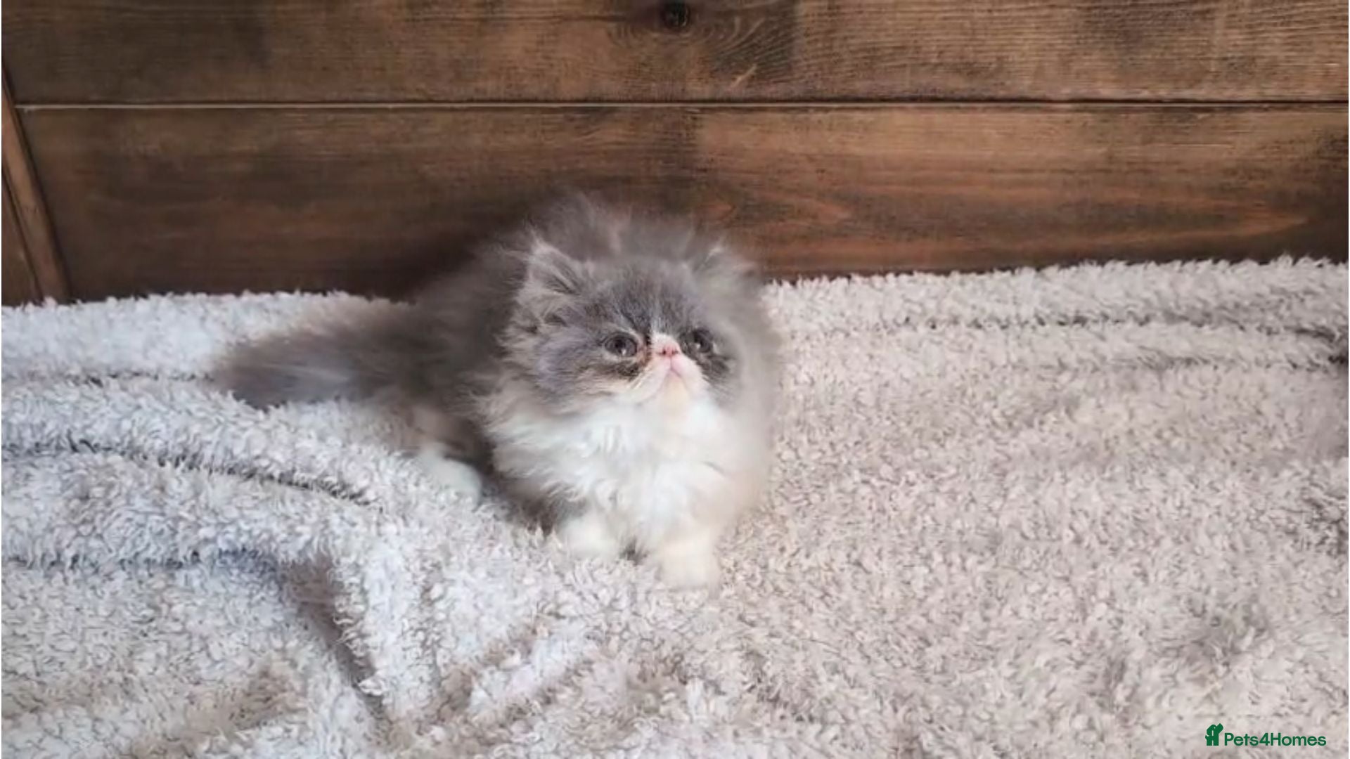 Persian cats Persian Kittens - Advert 1