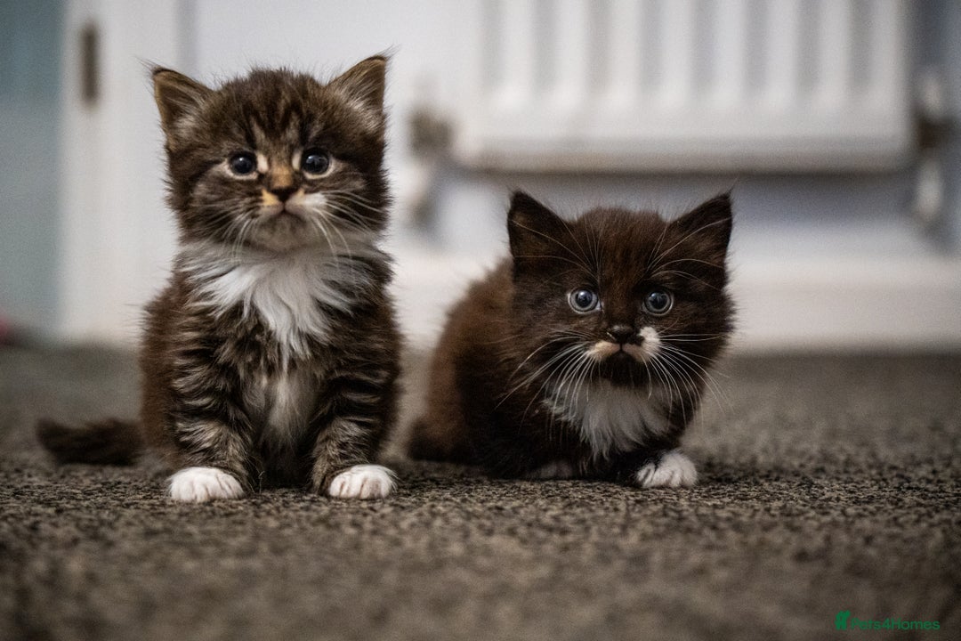 Mixed Breed cats for sale: 🐾 Two Kittens Looking for a Loving Home 🐾 - Advert 2