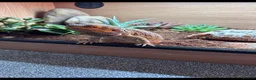 Bearded Dragon reptiles for sale: Bearded dragon & set up in Bacup - Advert 6