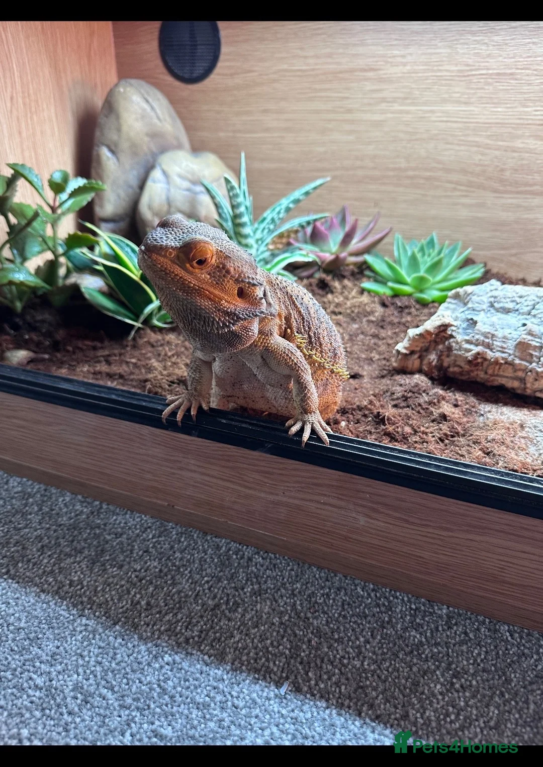 Bearded Dragon reptiles for sale: Bearded dragon & set up in Bacup - Advert 6