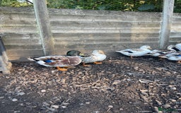Ducks poultry for sale: Ducks + quail looking for new home  - Image 5