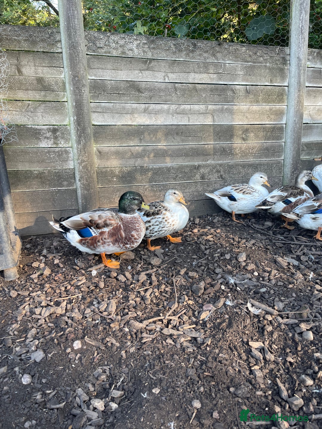 Ducks poultry for sale: Ducks + quail looking for new home  - Image 5