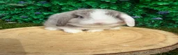 Mini Lop rabbits for sale: 🥰😍Stunning purebred mini lops ready now 🥰😍 - Advert 18