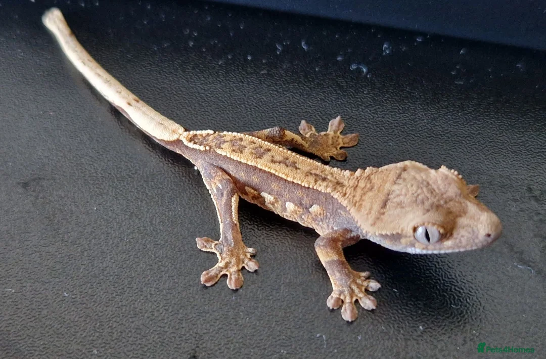 Gecko reptiles for sale: Baby crested geckos, unsexed. High quality in Stroud - Advert 2
