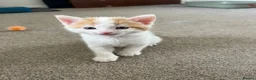 Mixed Breed cats for sale: Male ginger and white kitten - Advert 14