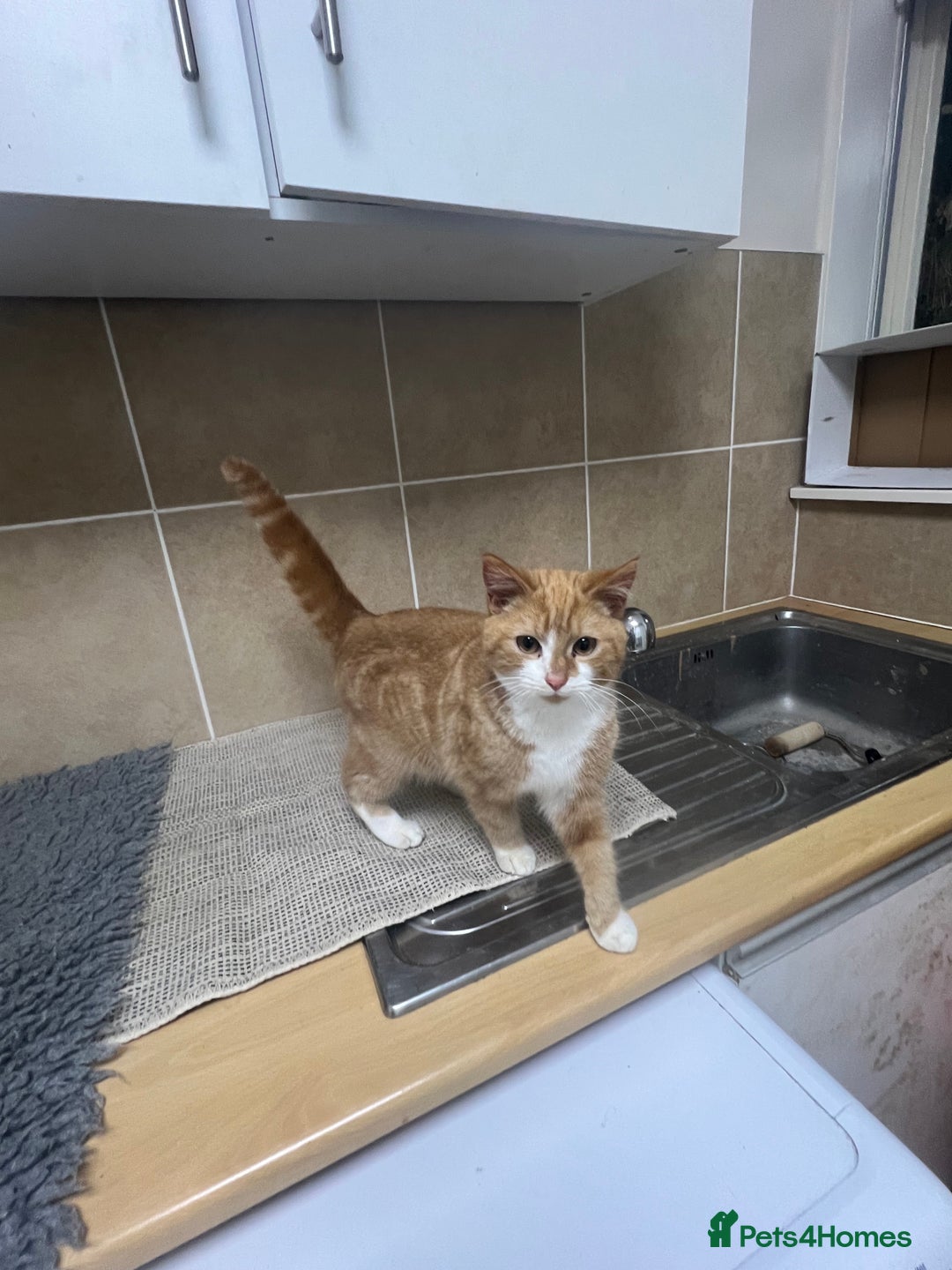 Mixed Breed cats for sale: Three lovely cats looking for home - Advert 7