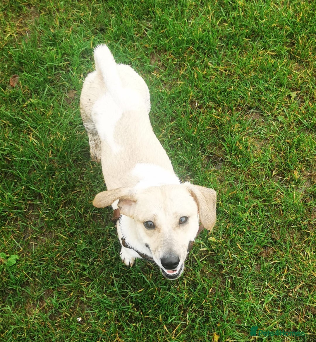 Pomeranian dogs for sale: Pomeranian - Sausage Dog - Advert 4