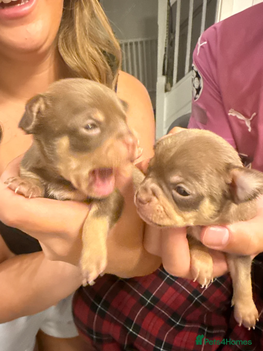 Chihuahua dogs for sale: Beautiful litter of chihuahua puppies  - Advert 2