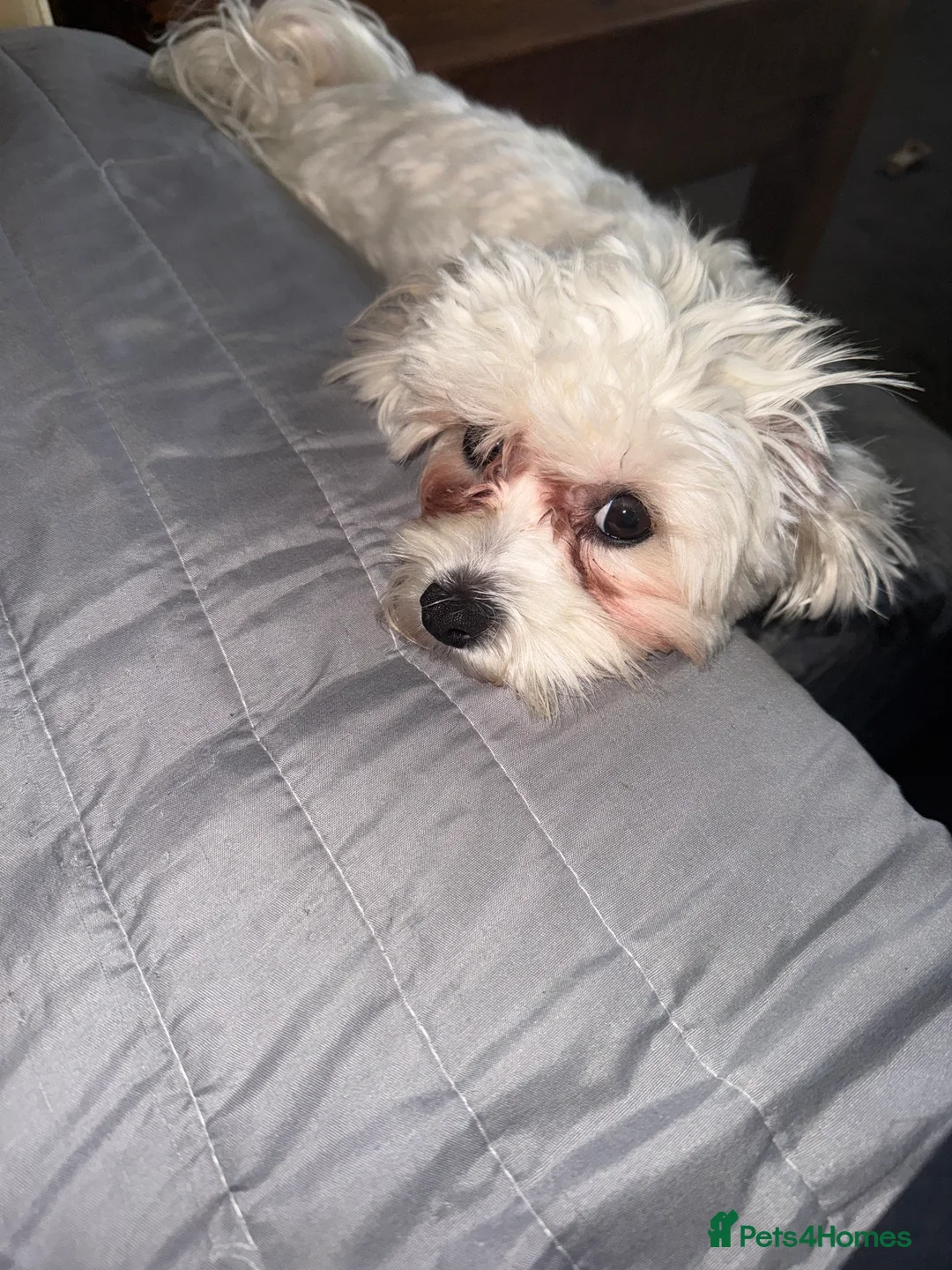 Mixed Breed dogs for sale: Gladys is looking for a new home  - Advert 2