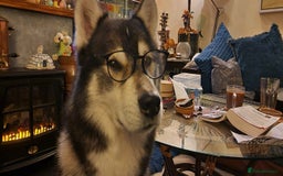 Huskita dogs for stud: Handsome Booboo in Stockport - Image 3