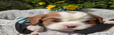Cavalier King Charles Spaniel 5