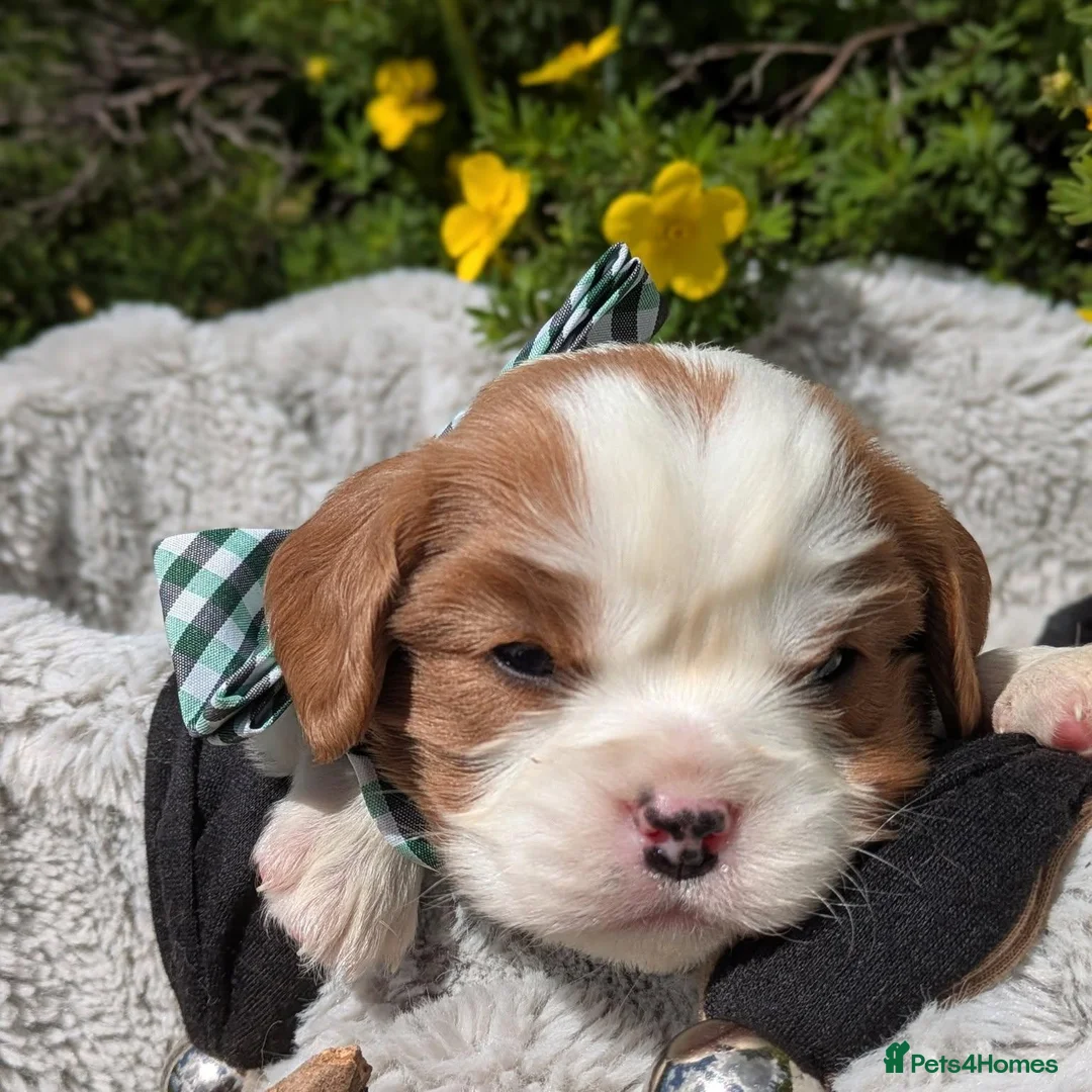 Cavalier King Charles Spaniel dogs for sale: Working Cavalier Spaniel Puppies  in Glasgow - Advert 8