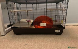 Hamster rodents for sale: Friendly Siberian Hamster with Large Cage Setup  - Image 2
