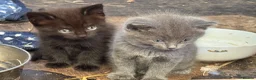Mixed Breed cats for sale: Stunning kittens available to the best of homes  - Advert 5