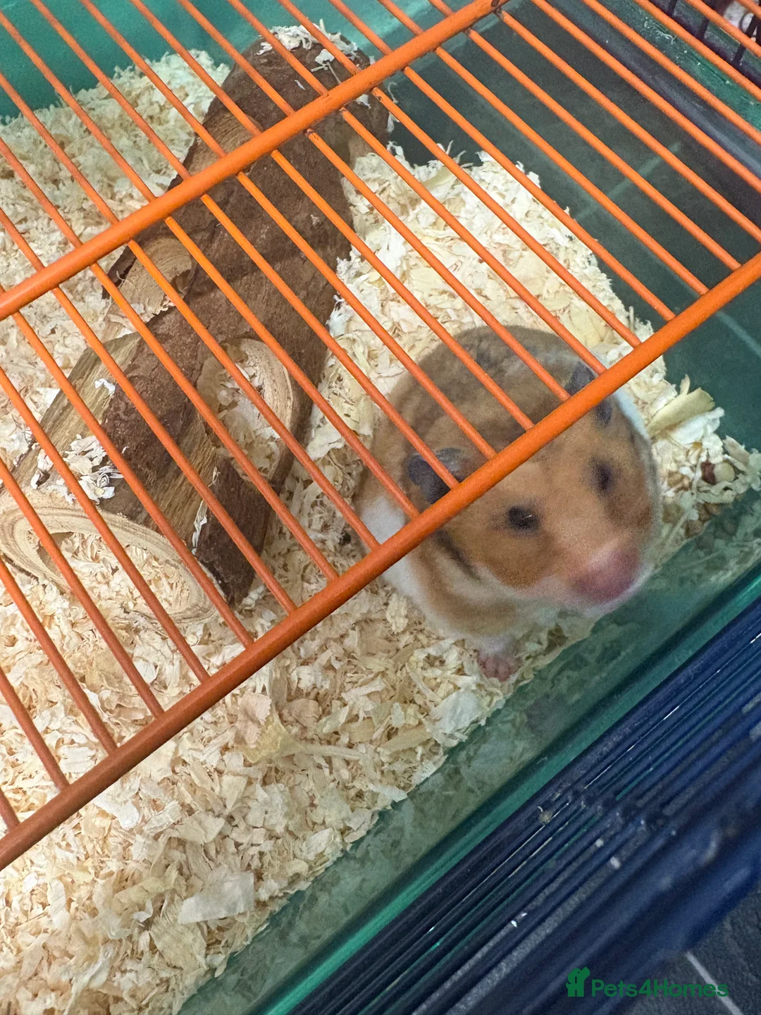 Hamster rodents for sale: Urgent Sale! Lovely, tame female hamster!! - Advert 3