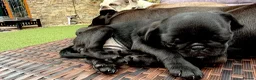 Pug dogs for sale: Beautiful Pug Girl, Unexpectedly Available £800 - Advert 3